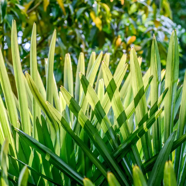 The NZ Garden At The Christchurch Botanical Gardens — photograph 48 of 52