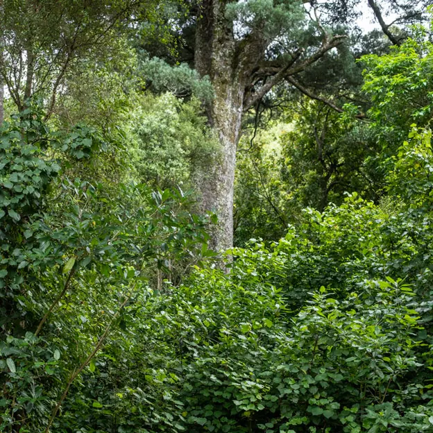 27.12.2020 Camping At Little River — photograph 81 of 100