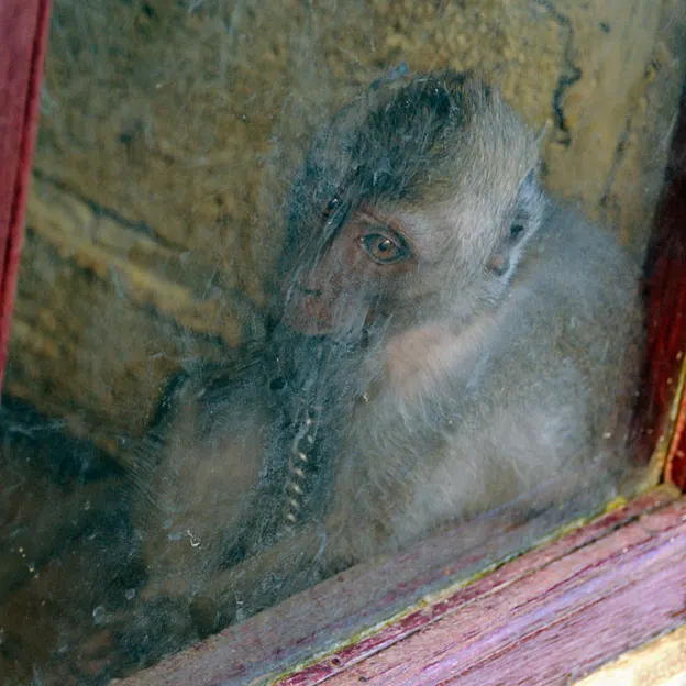 Animals — photograph 28 of 83