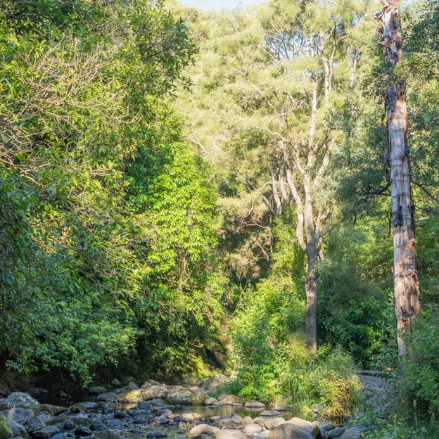 27.12.2020 Camping At Little River — photograph 21 of 100