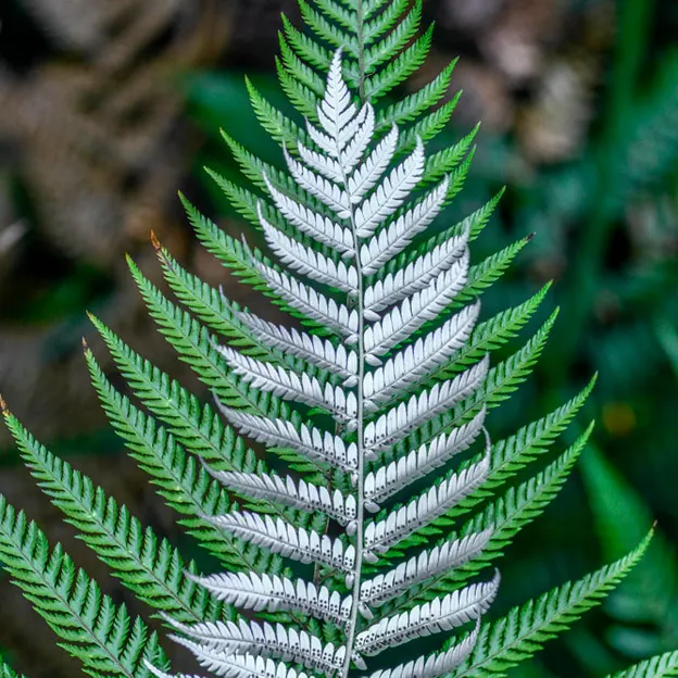 The NZ Garden At The Christchurch Botanical Gardens — photograph 18 of 52