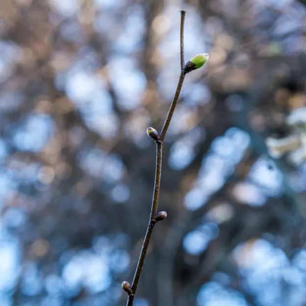 Springtime At The Christchurch Botanical Gardens — photograph 67 of 86