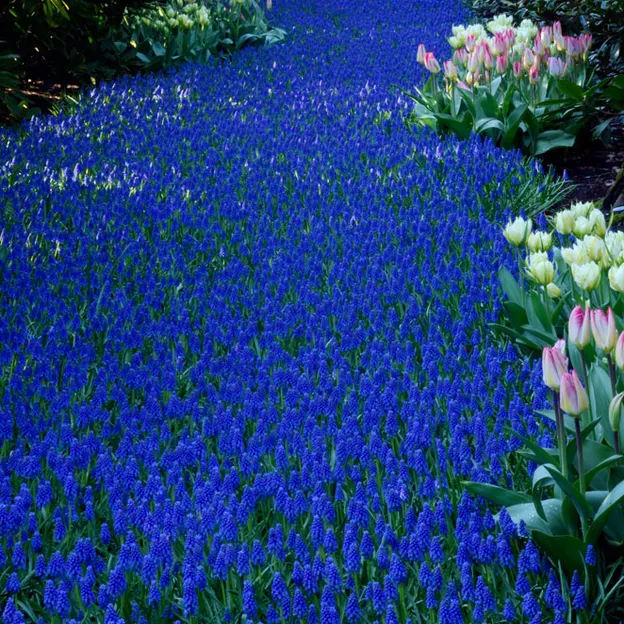 Keukenhof 2012 — photograph 29 of 33