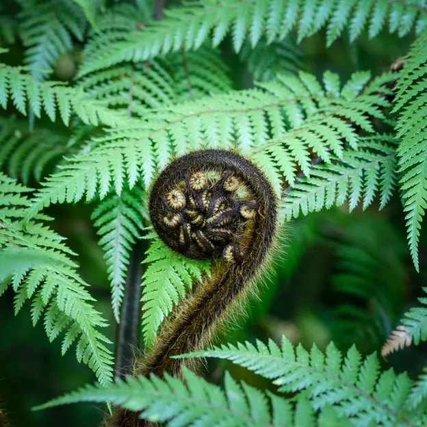 The NZ Garden At The Christchurch Botanical Gardens — photograph 49 of 52