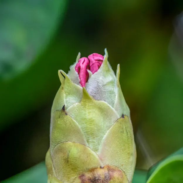 Springtime At The Christchurch Botanical Gardens — photograph 9 of 86