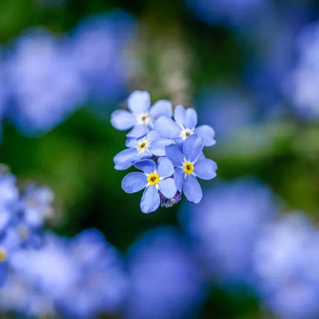 Springtime At The Christchurch Botanical Gardens — photograph 54 of 86