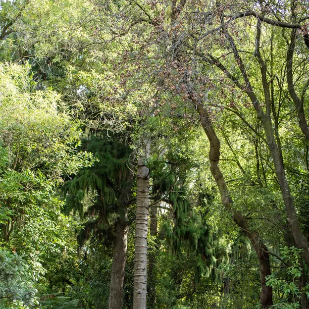 1.5.2020 At The Botanics — photograph 15 of 30