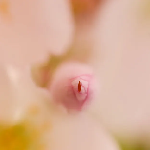 Blossoms At The Christchurch Botanical Gardens — photograph 20 of 22