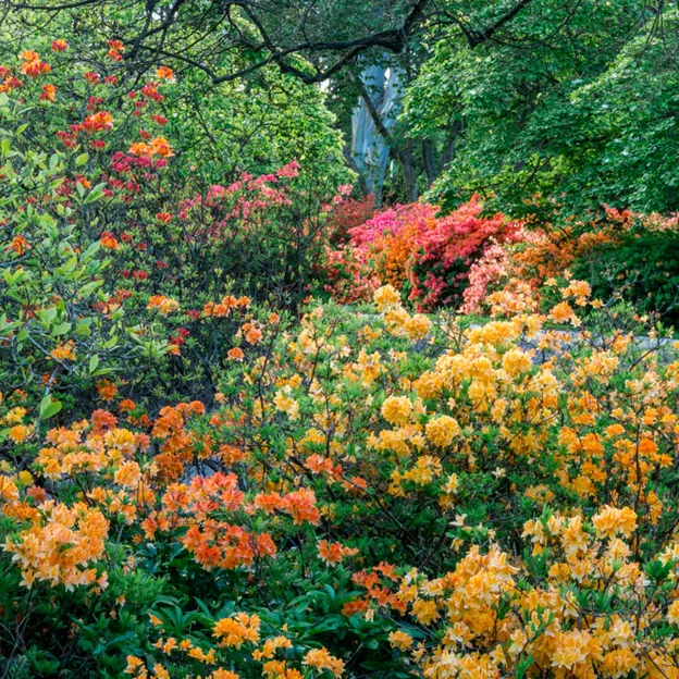 Springtime At The Christchurch Botanical Gardens — photograph 85 of 86