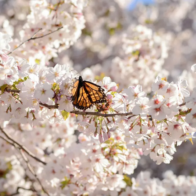 Blossoms At The Christchurch Botanical Gardens — photograph 12 of 22