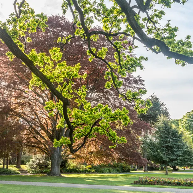 Springtime At The Christchurch Botanical Gardens — photograph 71 of 86