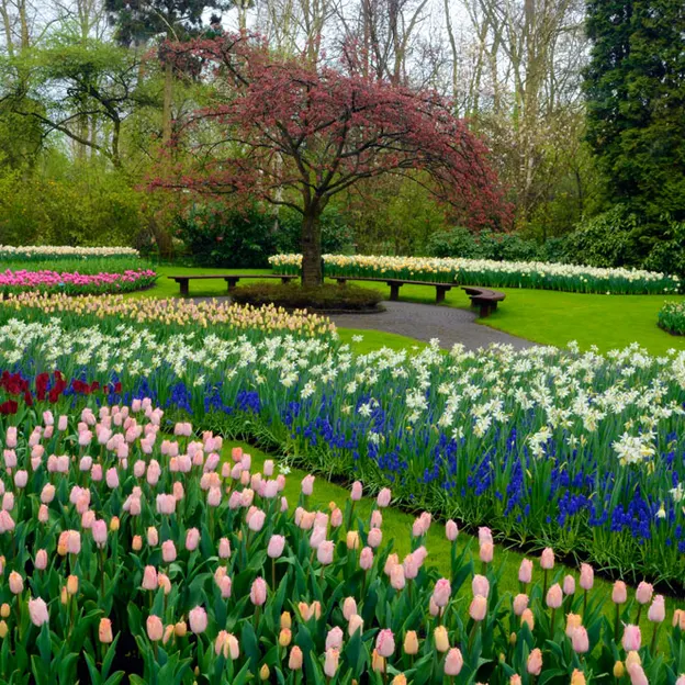 Keukenhof 2012 — photograph 18 of 33