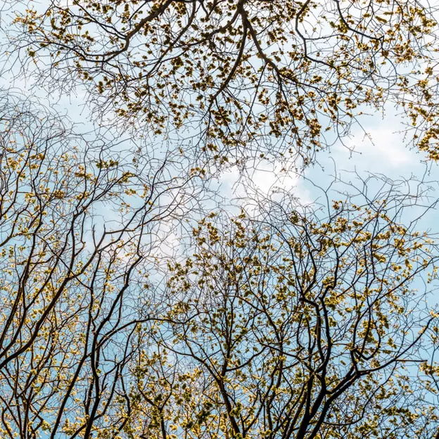 Springtime At The Christchurch Botanical Gardens — photograph 74 of 86