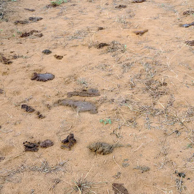 Incredible India 2010 — photograph 89 of 289