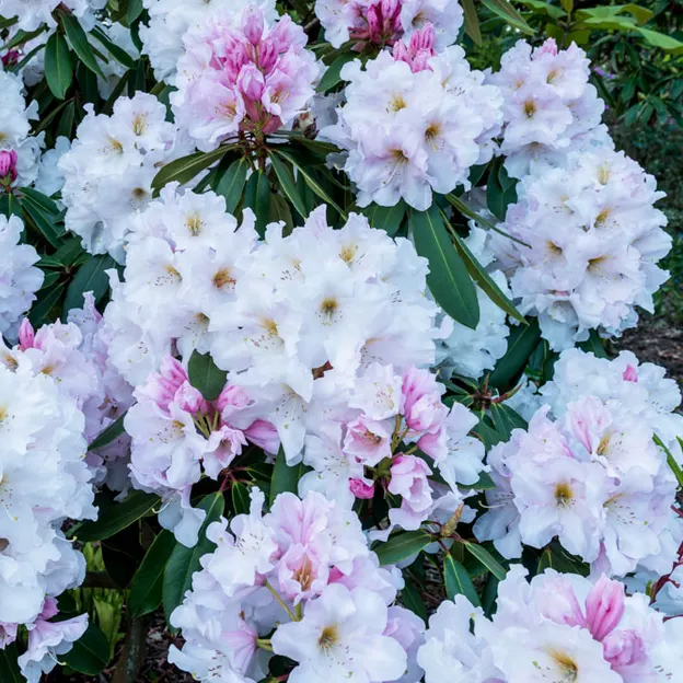 Springtime At The Christchurch Botanical Gardens — photograph 70 of 86