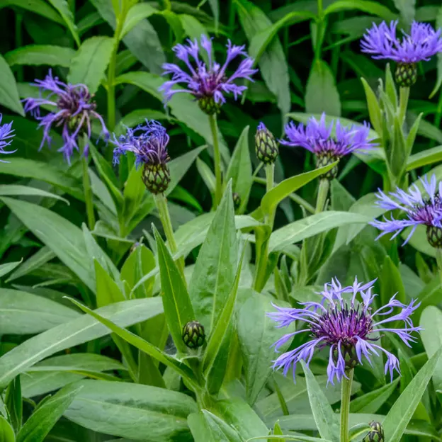 Springtime At The Christchurch Botanical Gardens — photograph 44 of 86