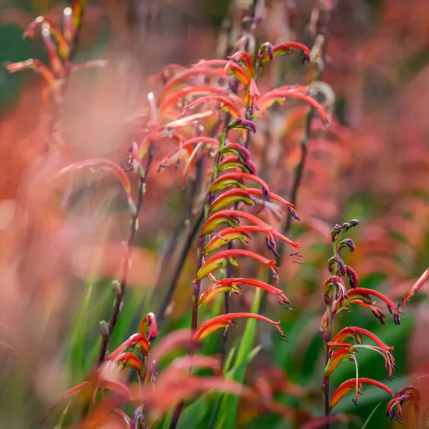 Springtime At The Christchurch Botanical Gardens — photograph 15 of 86