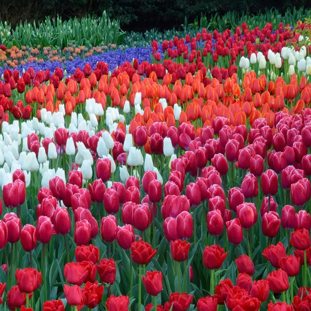 Keukenhof 2012 — photograph 27 of 33