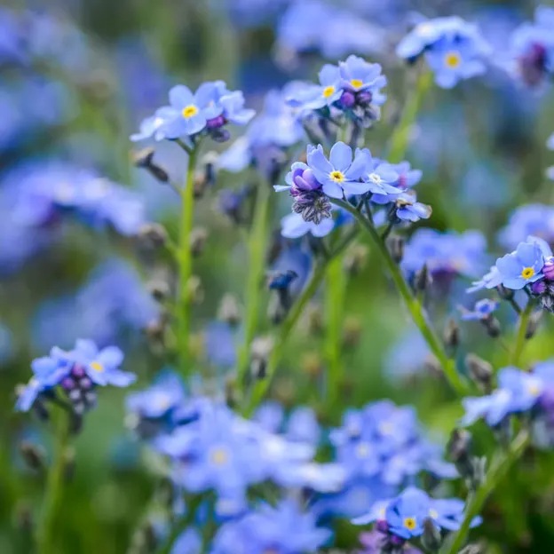 Springtime At The Christchurch Botanical Gardens — photograph 56 of 86