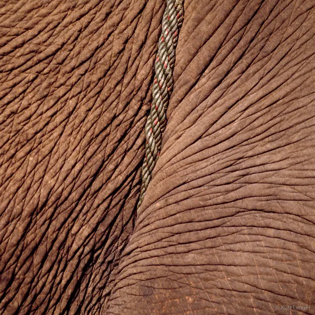 2002 Animal Scans — photograph 10 of 24
