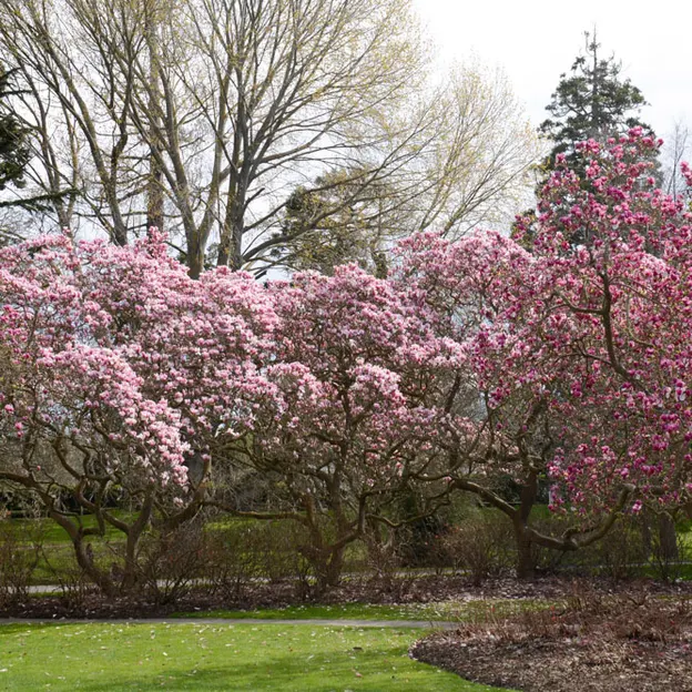 Magnolias In The Christchurch Botanical Gardens — photograph 16 of 17