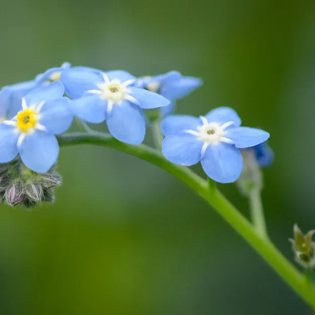 Springtime At The Christchurch Botanical Gardens — photograph 41 of 86