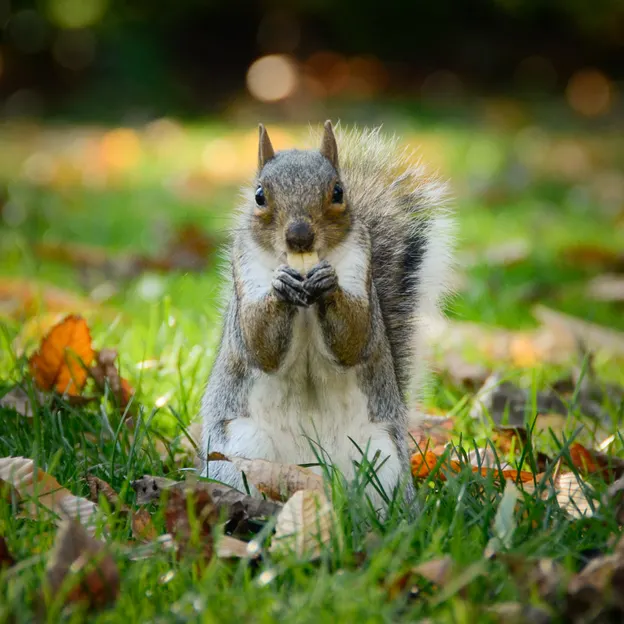 Animals — photograph 82 of 83