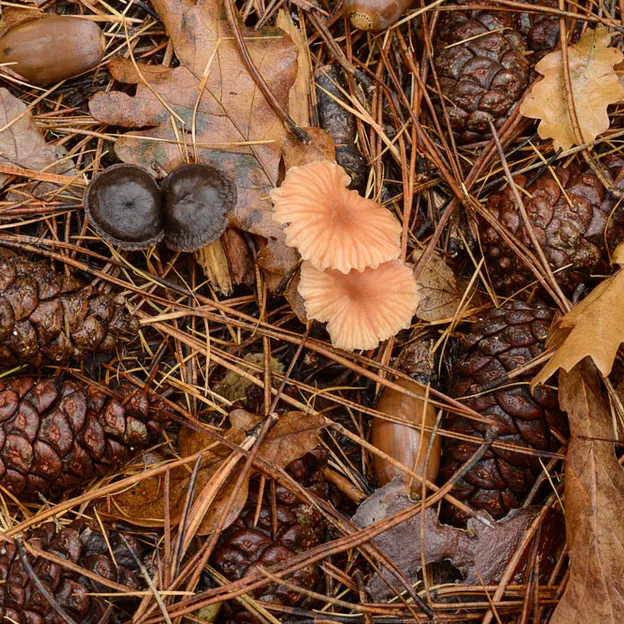 Hanmer Springs In Autumn — photograph 18 of 24