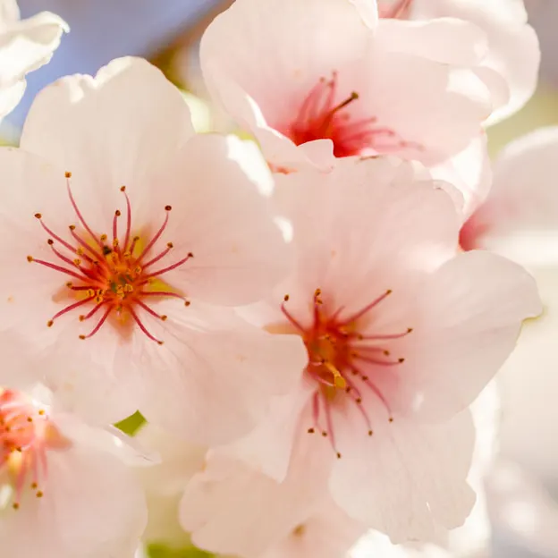 Blossoms At The Christchurch Botanical Gardens — photograph 19 of 22