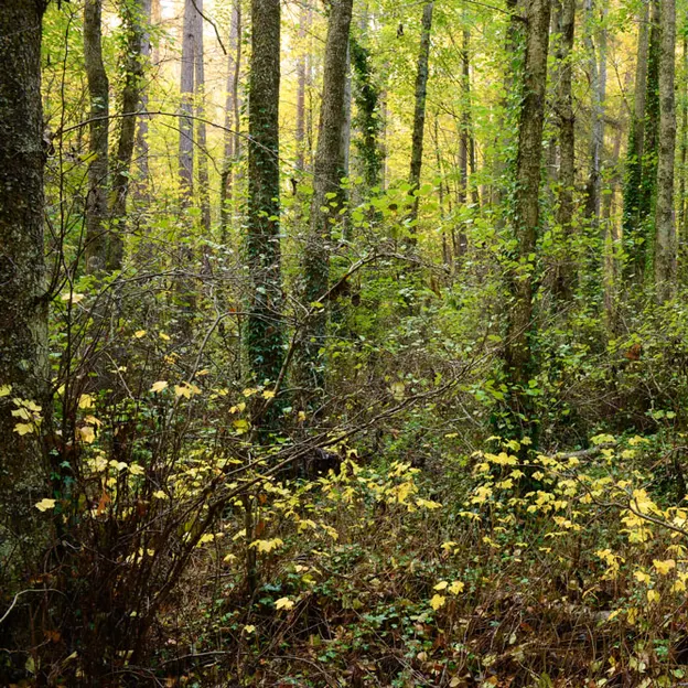 Hanmer Springs In Autumn — photograph 15 of 24
