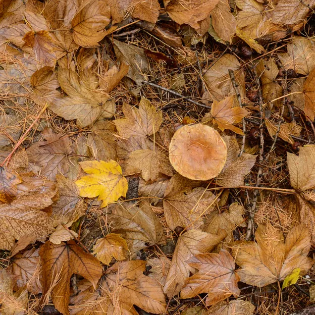 Hanmer Springs In Autumn — photograph 24 of 24