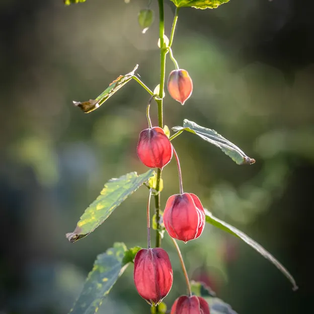 Springtime At The Christchurch Botanical Gardens — photograph 14 of 86