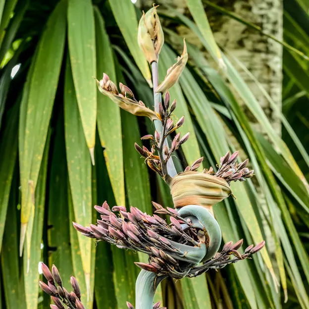 The NZ Garden At The Christchurch Botanical Gardens — photograph 47 of 52