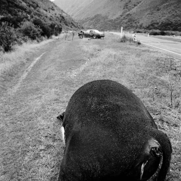 Animals — photograph 73 of 83