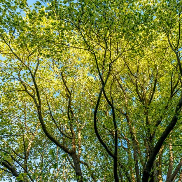 Springtime At The Christchurch Botanical Gardens — photograph 68 of 86