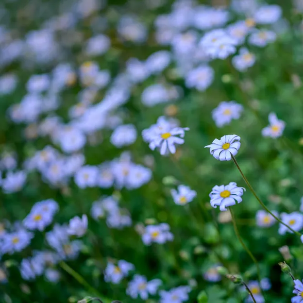 Springtime At The Christchurch Botanical Gardens — photograph 13 of 86