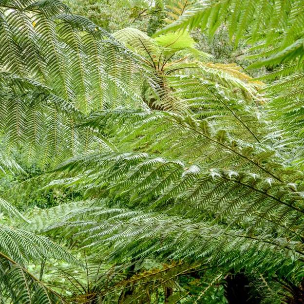 The NZ Garden At The Christchurch Botanical Gardens — photograph 25 of 52