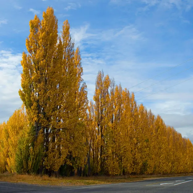 NZ Scenery — photograph 38 of 76