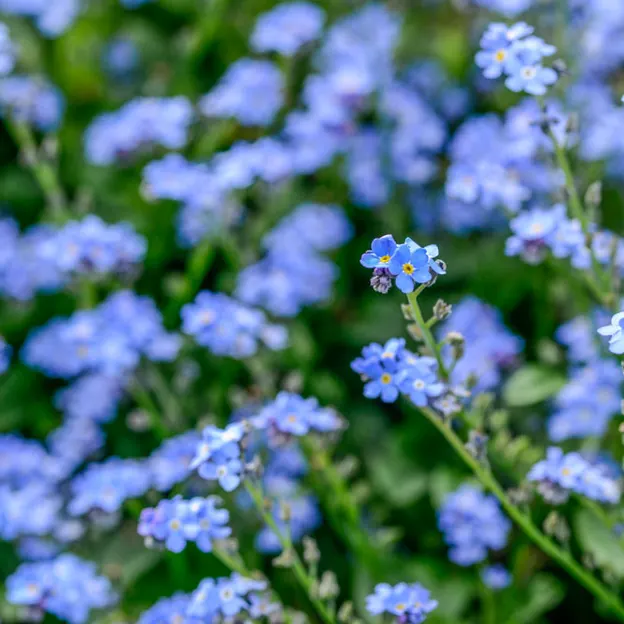 Springtime At The Christchurch Botanical Gardens — photograph 57 of 86