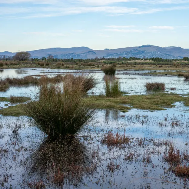 7.5.2020 Travis Wetland — photograph 11 of 27