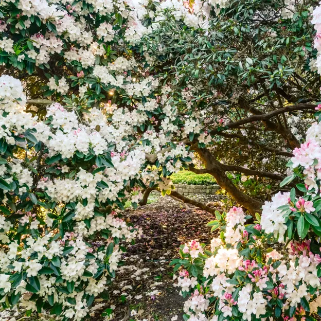 Springtime At The Christchurch Botanical Gardens — photograph 77 of 86