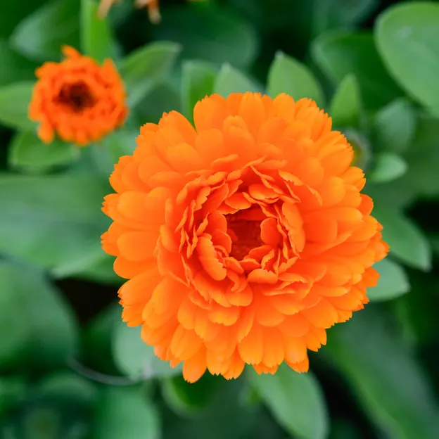 Springtime At The Christchurch Botanical Gardens — photograph 37 of 86
