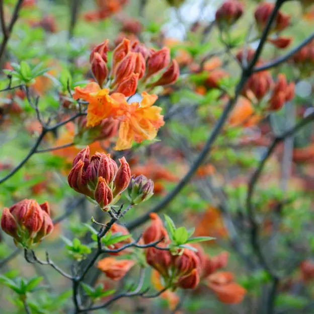 Springtime At The Christchurch Botanical Gardens — photograph 84 of 86