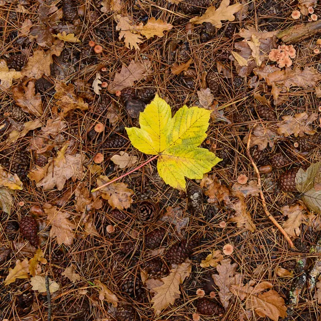 Hanmer Springs In Autumn — photograph 17 of 24