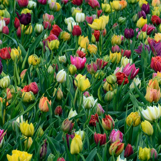 Keukenhof 2012 — photograph 25 of 33