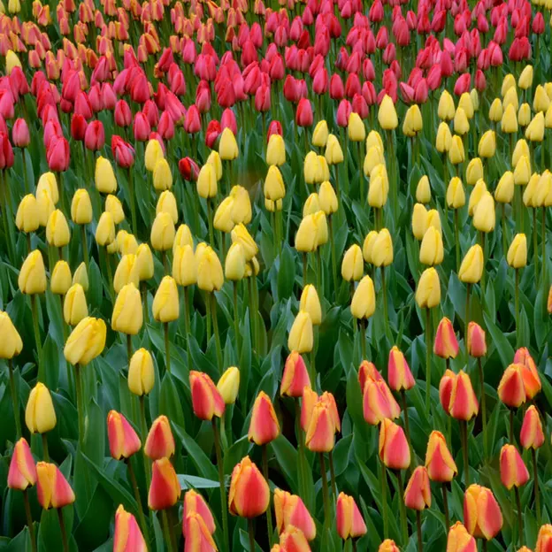 Keukenhof 2012 — photograph 16 of 33