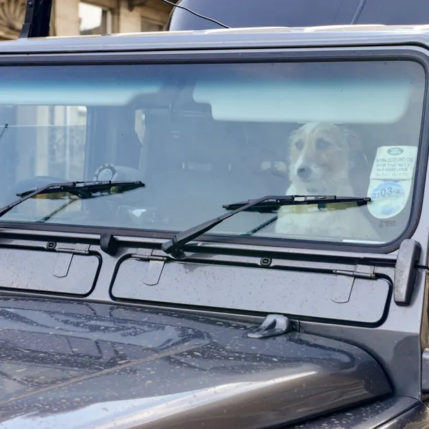 Dogs — photograph 18 of 20