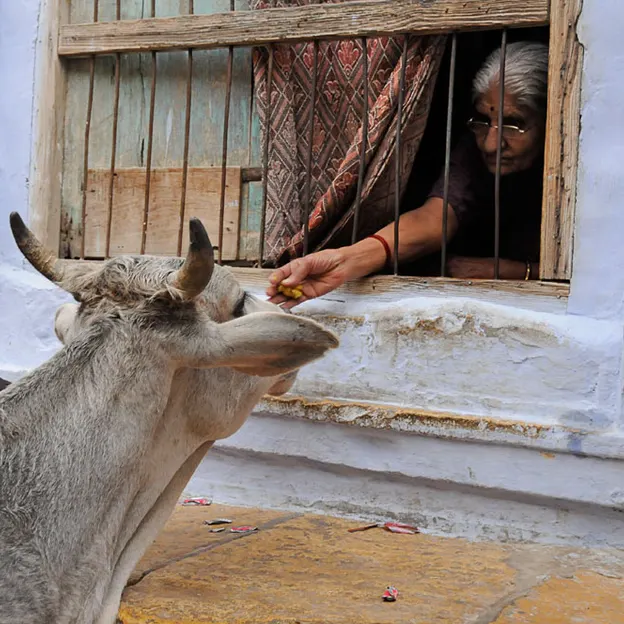 Incredible India 2010 — photograph 146 of 289