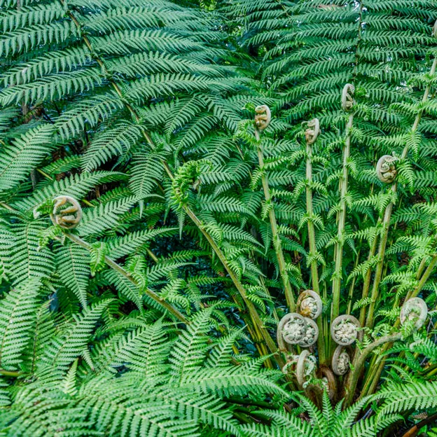 The NZ Garden At The Christchurch Botanical Gardens — photograph 10 of 52