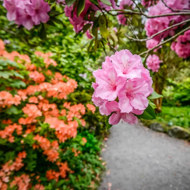 Springtime At The Christchurch Botanical Gardens — photograph 81 of 86